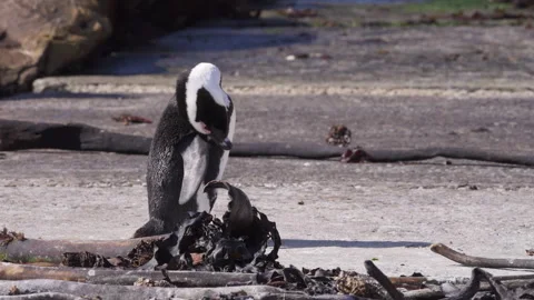 African Penguin Preening Feathers. Stock Footage 308724309
