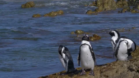 African Penguin Preening Stock Footage 144615926