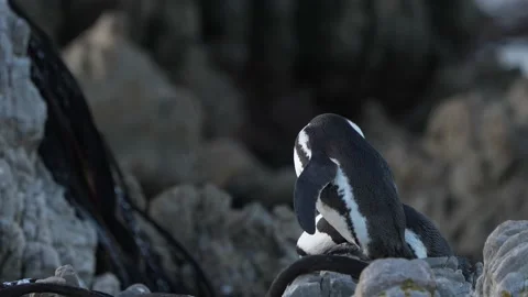 African Penguin Preening Stock Footage 196301089