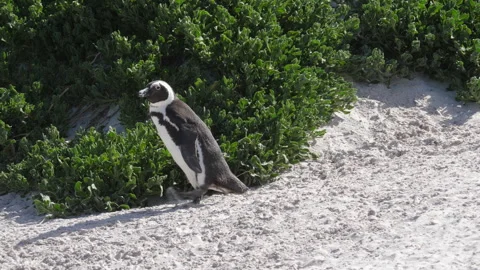 African penguin quickly waddles down sandy hillside with green vegetation Stock Footage 252195040