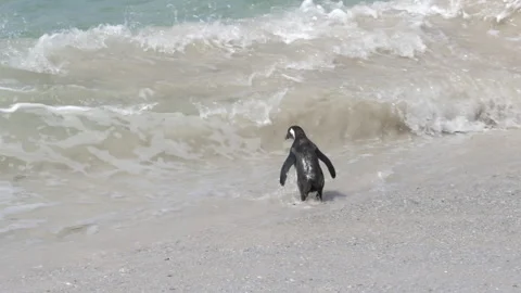 African Penguin runs into waves breaking on beach, swims to others in shallows Stock Footage 252193149