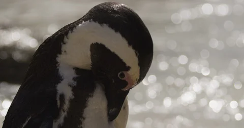 African penguin scratching himself while standing in sea water 스톡 동영상 109347122