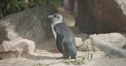 African Penguin Shaking Head Stock Footage 329300685