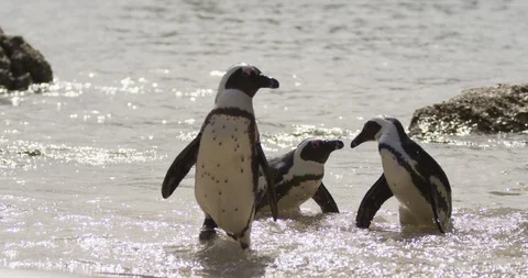 African penguin shaking its head while standing in sea water Stock Footage 109345331