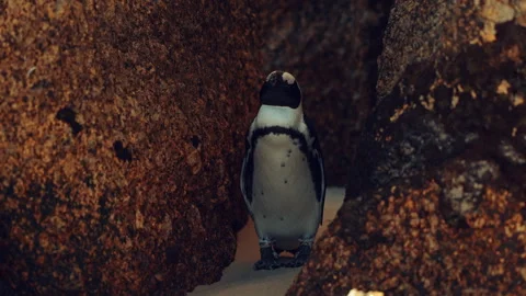 African Penguin in Simon's Town Stock Footage 283476413