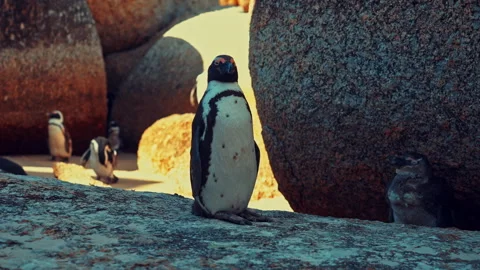 African Penguin in Simon's Town Video stock 283485267