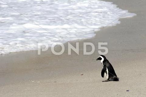 African Penguin (Spheniscus Demersus) On The Beach