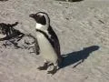 African Penguin Standing and Scratching, Cape Town GFSD SD Footage