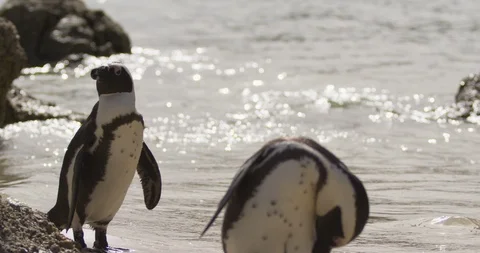 African penguin standing on the beach scratching their back Stock Footage 109537640