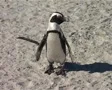 African Penguin Stands and then Walks Off, Cape Town GFSD SD Footage