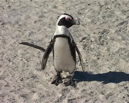 African Penguin Stands and then Walks Off, Cape Town GFSD Stock Footage