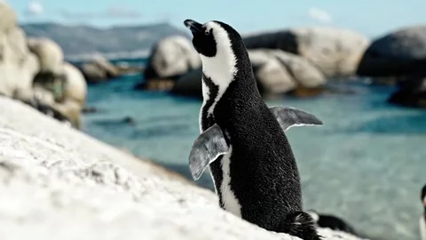 African penguin stands on sandy beach in beautiful sunny summer weather. Stock-Footage 341068059