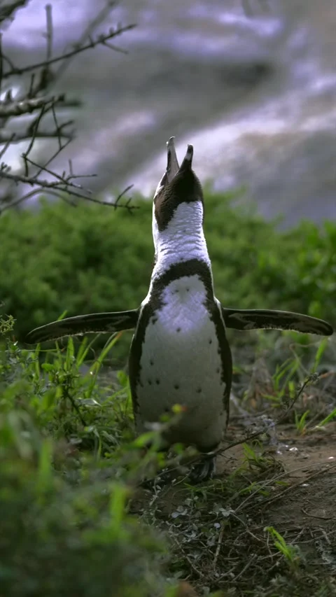 African penguin stretching, flapping wings and calling at Boulders Beach, S.. Stock Footage 340649348