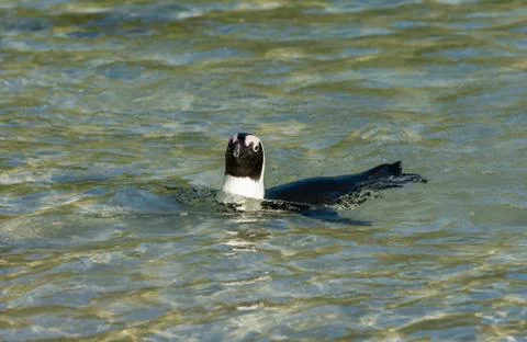 African penguin swimming in shallow water Stock-Fotos