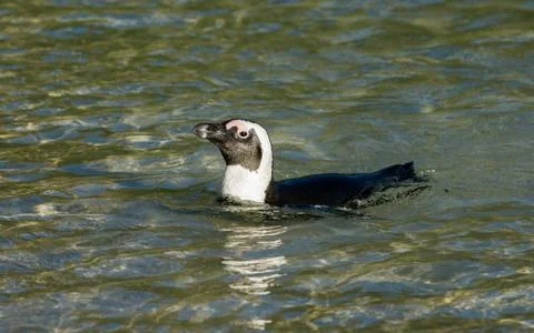 African penguin swimming in shallow water 스톡 사진