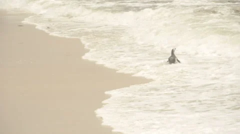 African penguin in the waves. Vídeo Stock 57978759