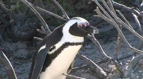 African penguins 2 Vidéo 538044