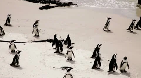 African Penguins on beach Vídeo Stock 22316103