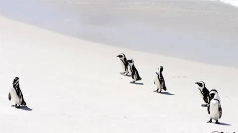 African penguins at the beach Stock Footage 36996235