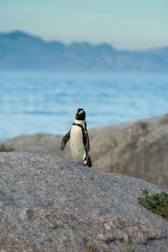An African penguins on the beach 스톡 사진