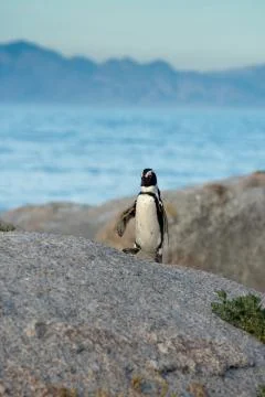 An African penguins on the beach Stock-Fotos