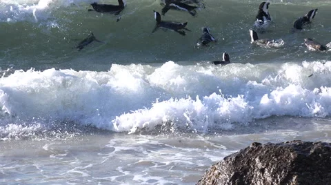 African Penguins on Boulder's Beach Stock Footage 54278317