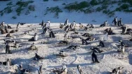 African Penguins Boulders Colony Simon's Town Cape Town South Africa Stock Footage