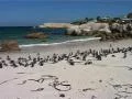 African Penguins at Boulders Zoom Out, Cape Town GFSD SD Footage