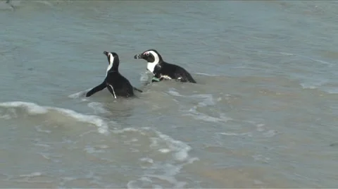 African Penguins Video stock 904338