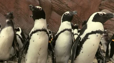 African Penguins Stock Footage 11231595
