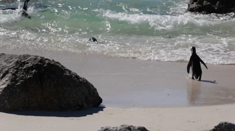 African penguins Stock Footage 38059886