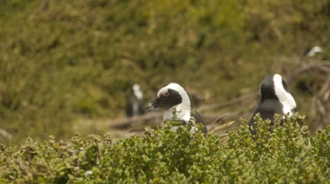 African Penguins Vídeo Stock 57978884