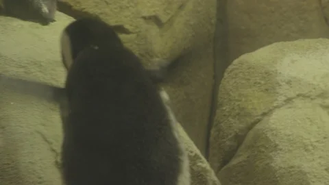 African Penguins Stock Footage 86664646