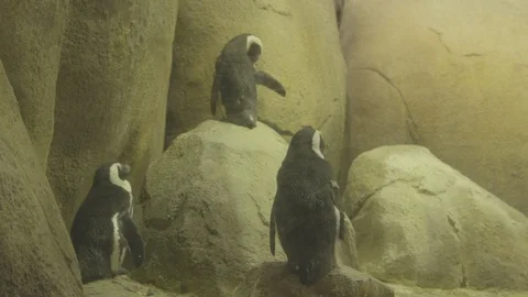 African Penguins Stock Footage 86664665