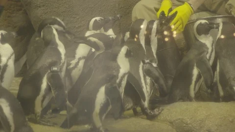 African Penguins Stock Footage 86671103