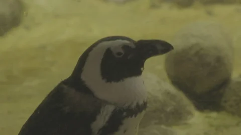 African Penguins Stock Footage 86671111