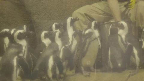 African Penguins Stock Footage 86671184