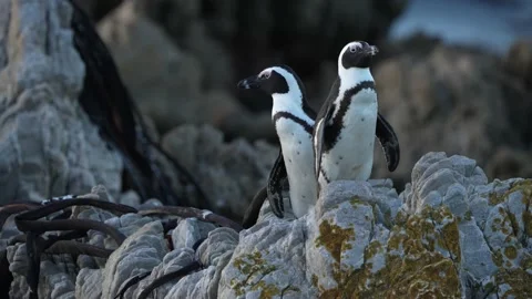 African Penguins Stock Footage 200120937