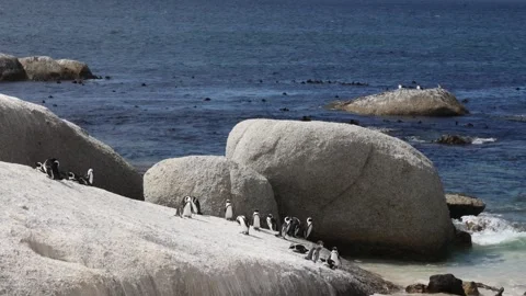 African penguins Stock Footage 334572221