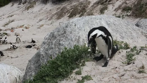 African penguins Stock Footage 334572245
