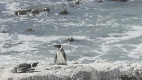 African Penguins Forced Perspective with Rough Seas in Background Standing o Stock Footage 277302774