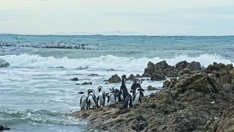 African Penguins Moving Between Rocky Shoreline and Rolling Ocean Surf Stock Footage 345551736