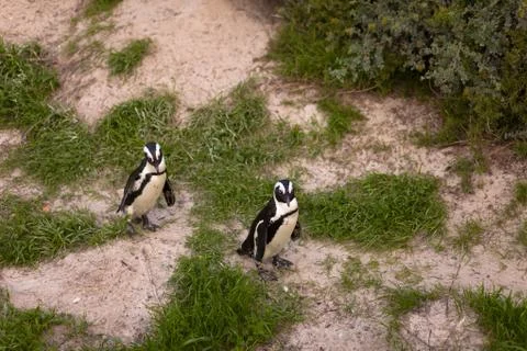 African penguins Stock-Fotos