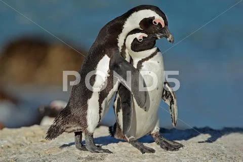 African penguins Stock Photos