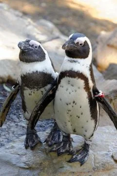 African penguins Stock-Fotos