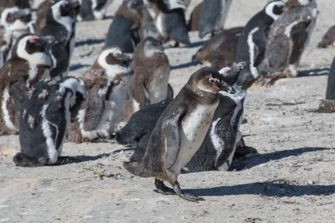 African Penguins Stock Photos