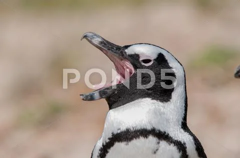 African Penguins Stock Photos