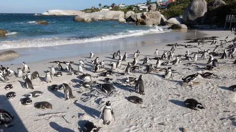 African penguins Stock Photos