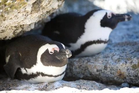 African Penguins Stock Photos
