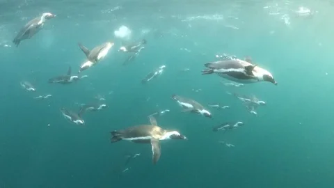 African Penguins - Port Elizabeth - African penguins underwater Stock Footage